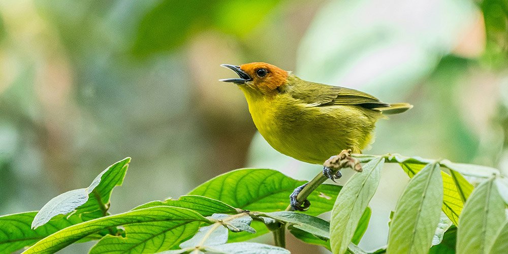 Bird at Machu Picchu