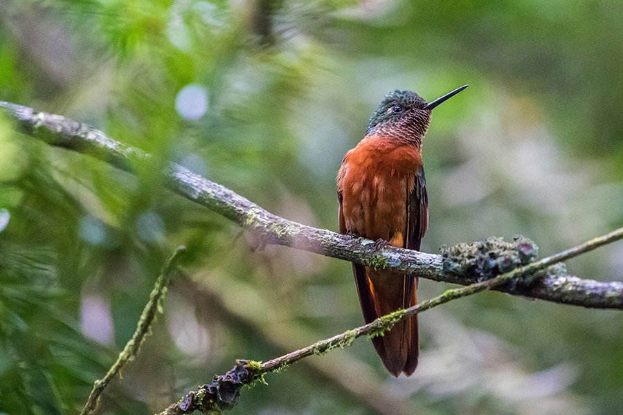 Hummingbird at Machu Picchu